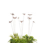 Spray Insect Butterfly (Pick-up only)
