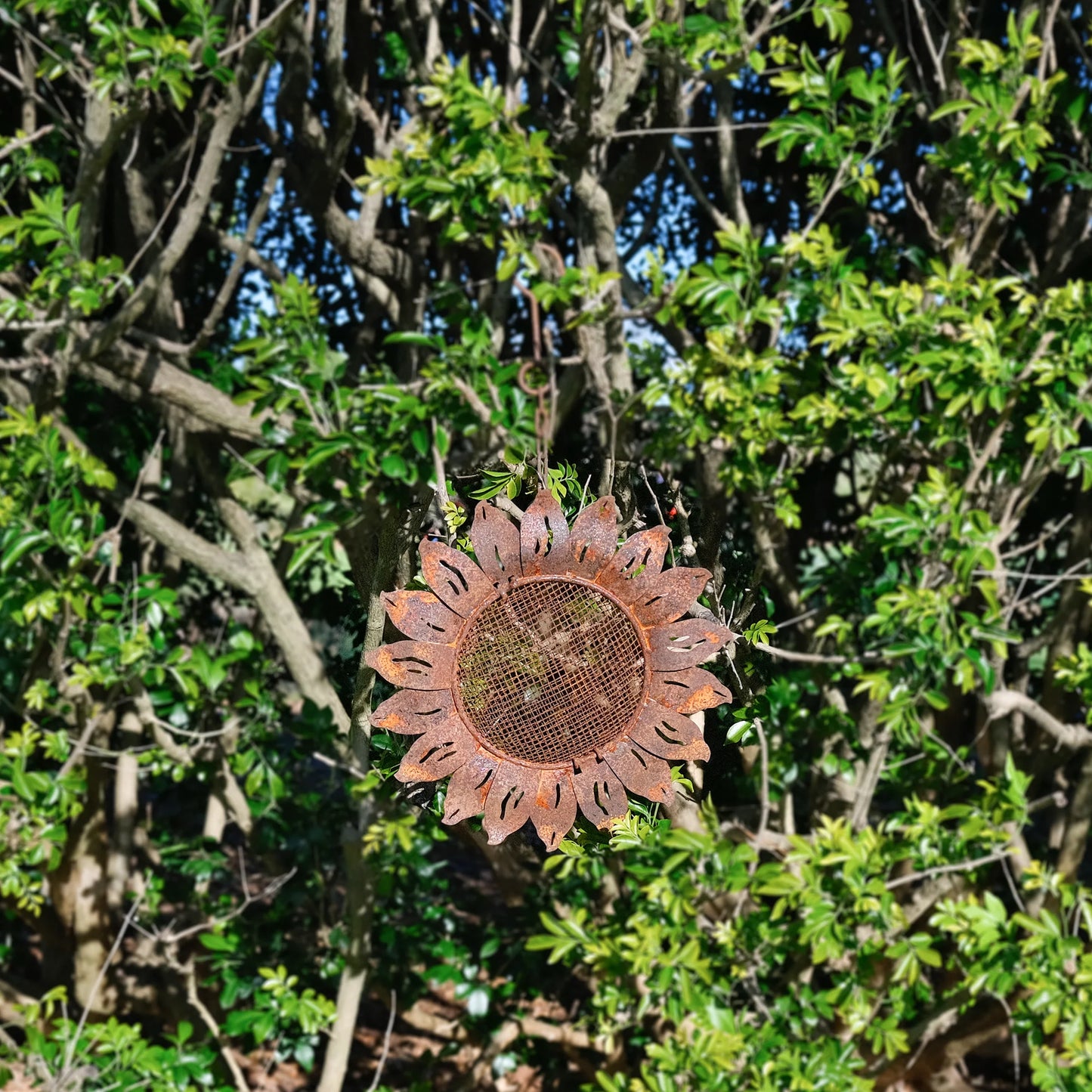 Hanging Bird Feeder Sunflower Rust