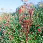 Bird Nest Stake Rust (Pick-up only)