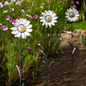 White Daisy Stake (for pick-up only)