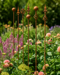 Garden Tree Stakes (for pick-up only)