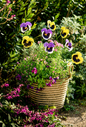 Pansy