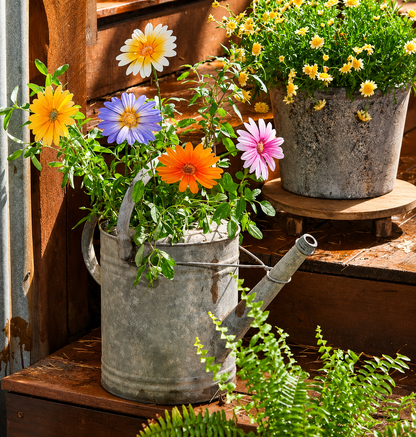 Gerbera Flowers
