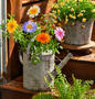 Gerbera Flowers
