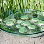 Floating Frog