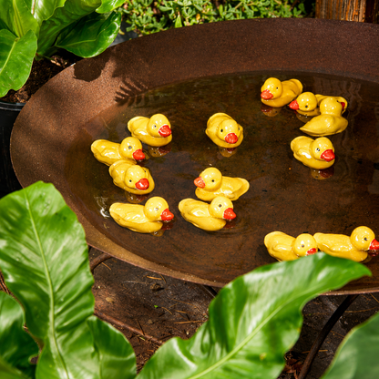 Floating Ducklings