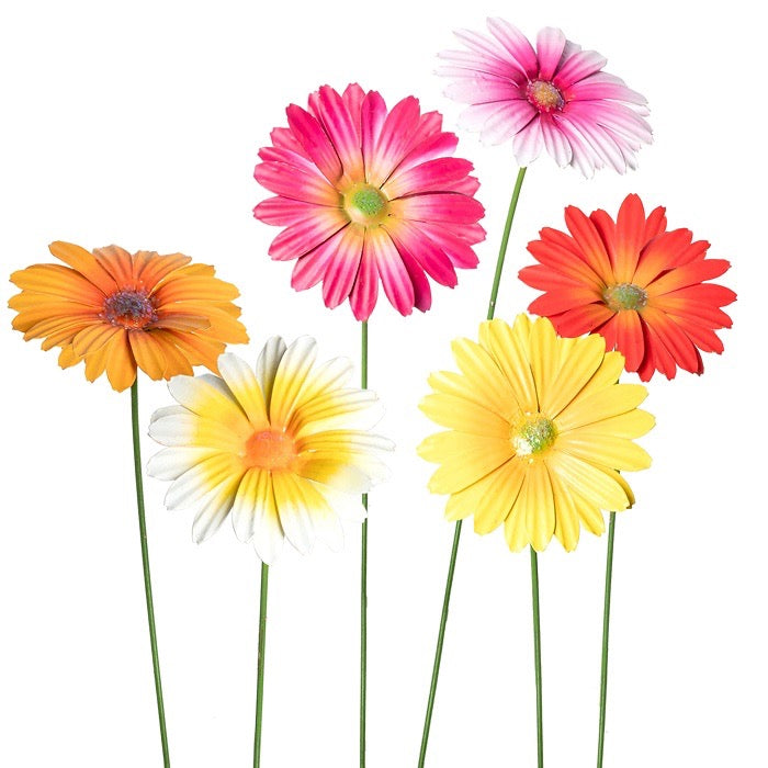 Gerbera Flowers