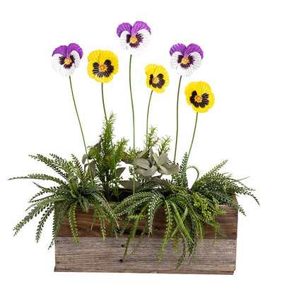Pansy