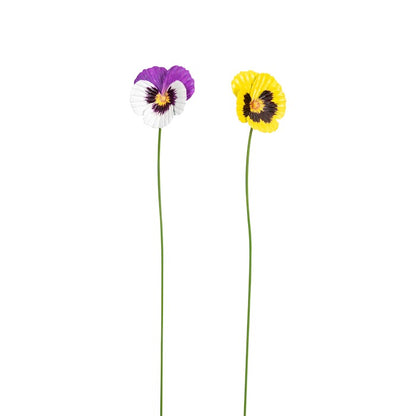 Pansy
