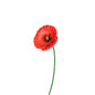 Red Poppy Stake