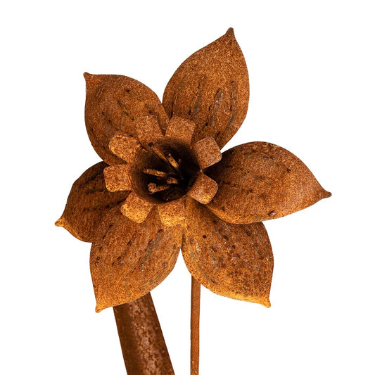 Rust Daffodil Stake