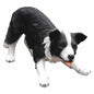 Sheepdog