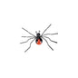 Redback Spider